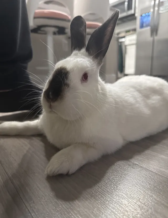 Luna, una coneja blanca y café, embajadora de Planeta Conejo